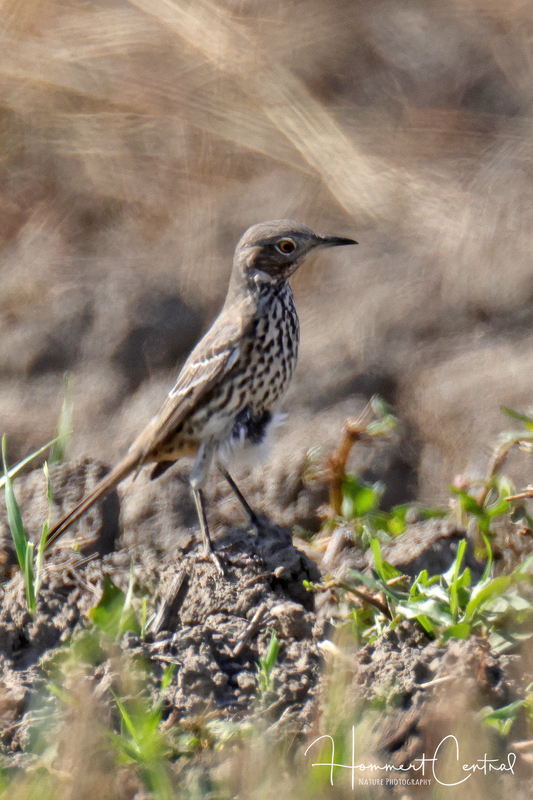 Sage Thrasher (10).jpg