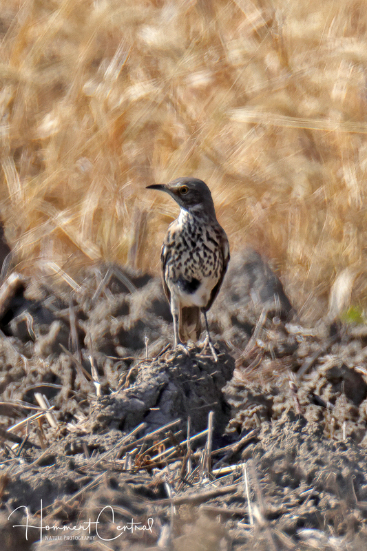 Sage Thrasher (11).jpg