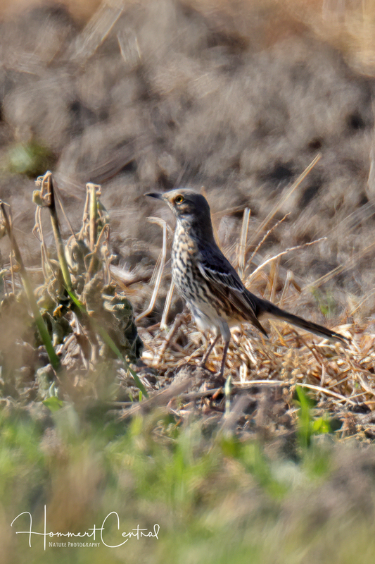 Sage Thrasher (12).jpg