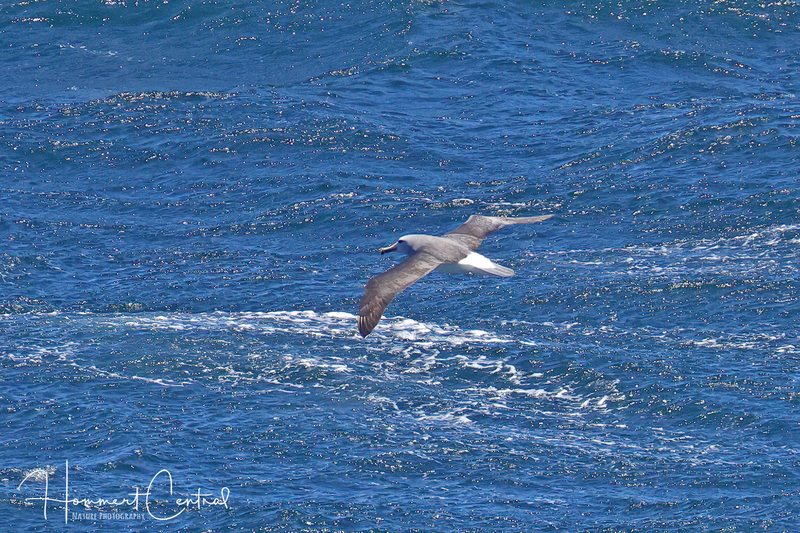 Salvins Albatross (01).jpg