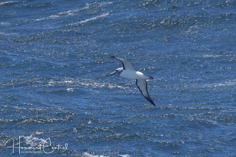 Salvins Albatross (02).jpg