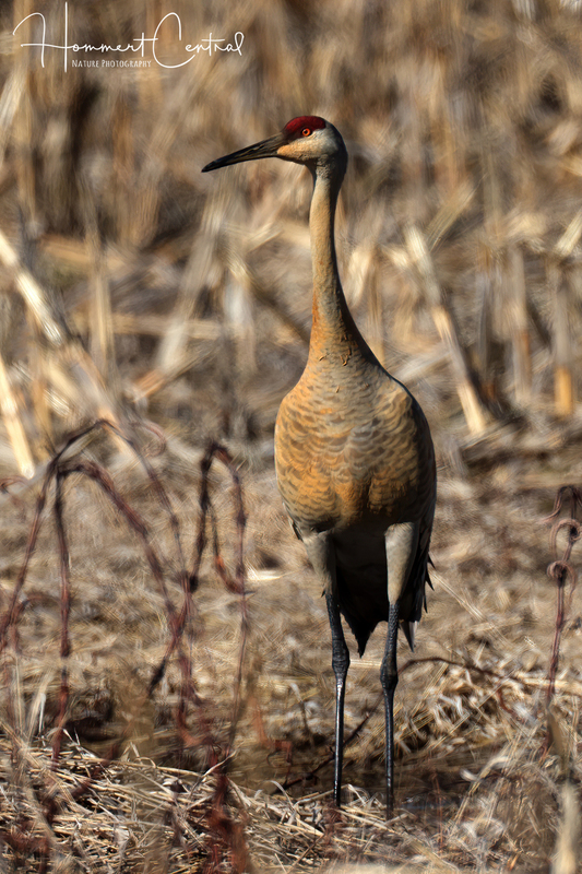 Sandhill Crane (30).jpg