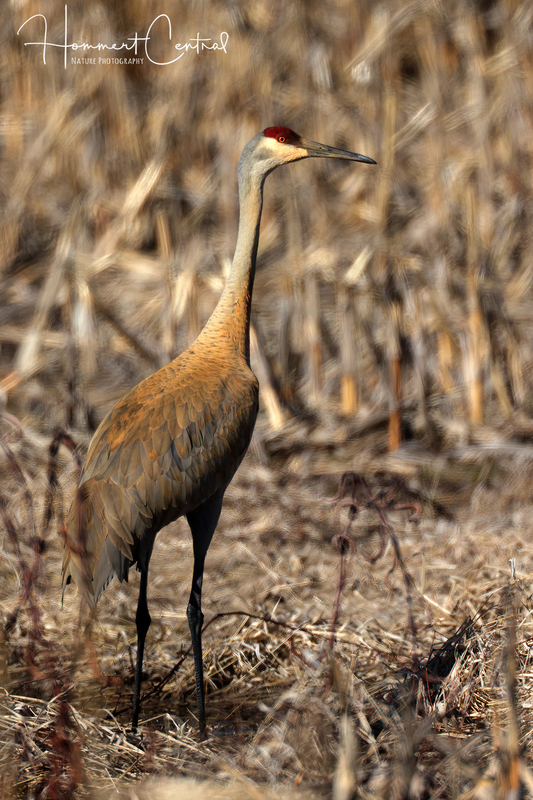 Sandhill Crane (31).jpg