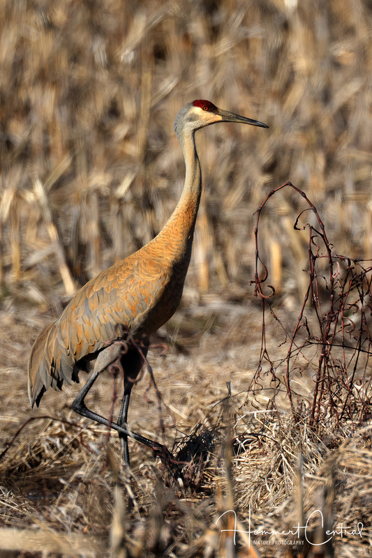 Sandhill Crane (32).jpg