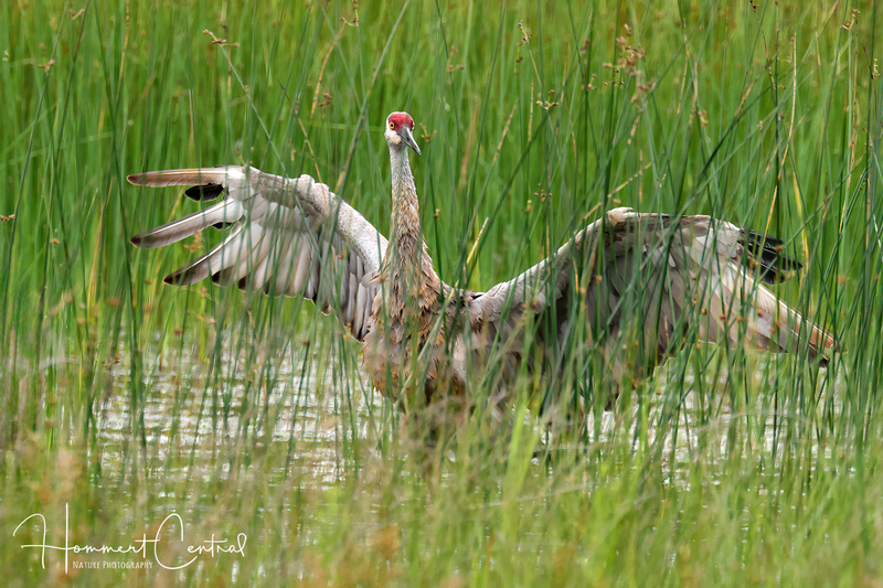 Sandhill Crane (33).jpg