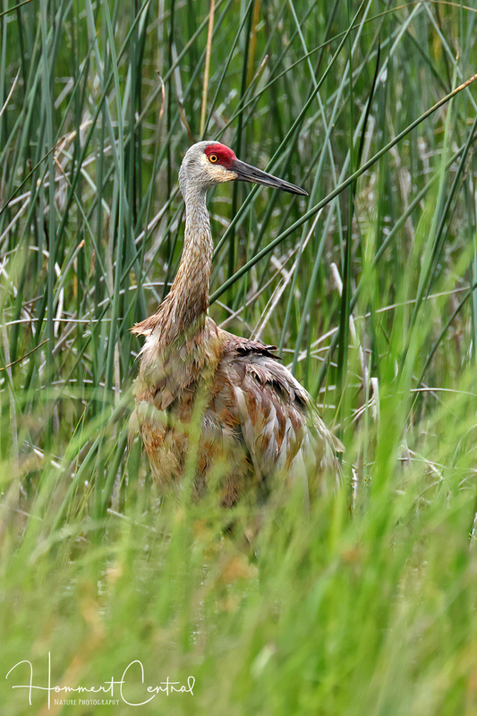 Sandhill Crane (34).jpg