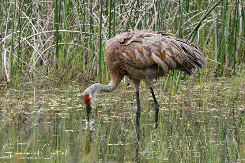 Sandhill Crane (35).jpg