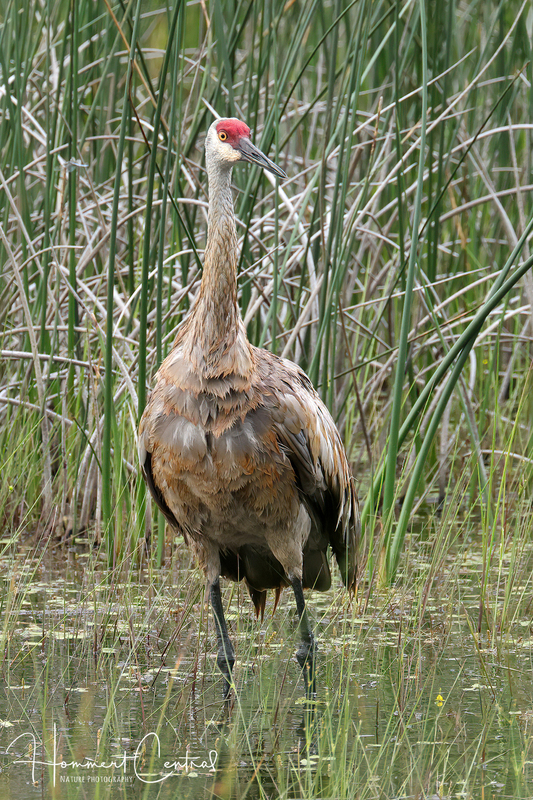 Sandhill Crane (36).jpg