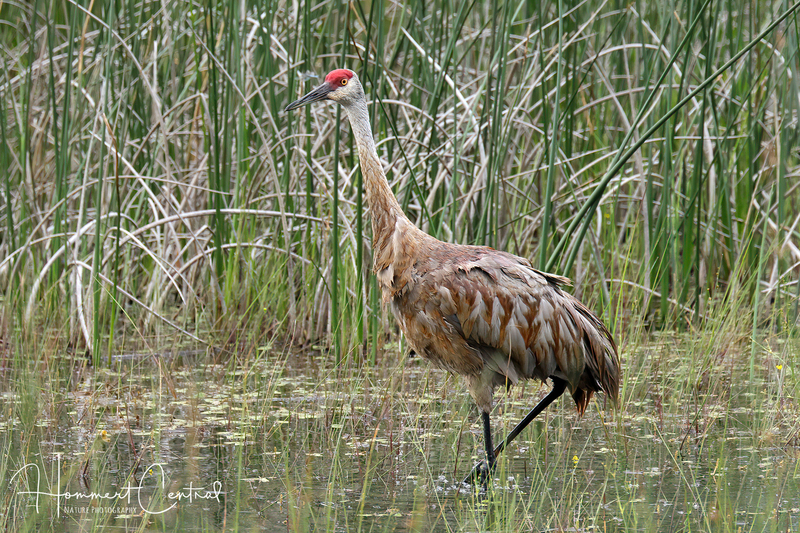 Sandhill Crane (37).jpg