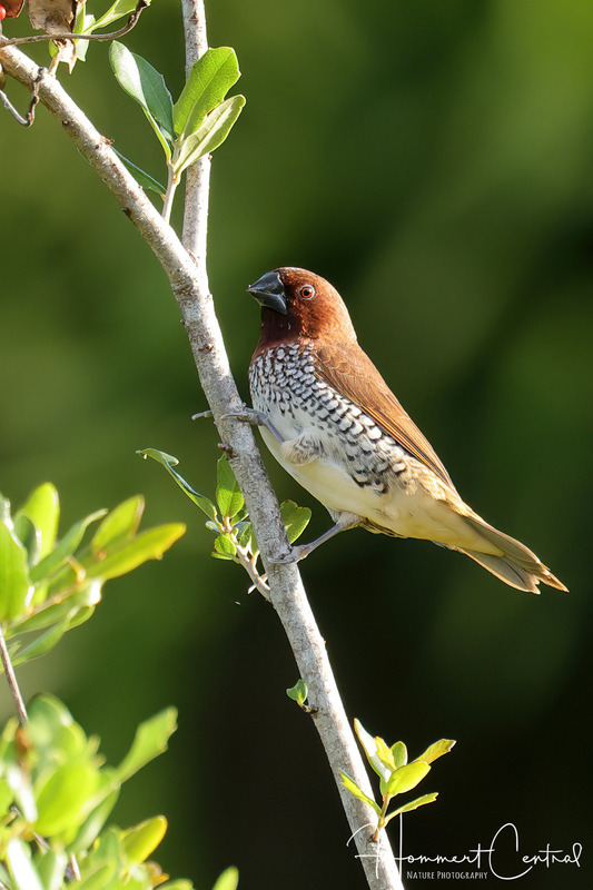 Scaly-breasted Munia (03).jpg