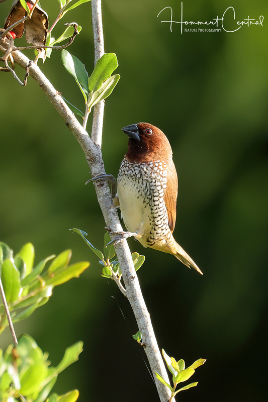 Scaly-breasted Munia (04).jpg
