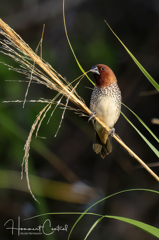Scaly-breasted Munia (05).jpg