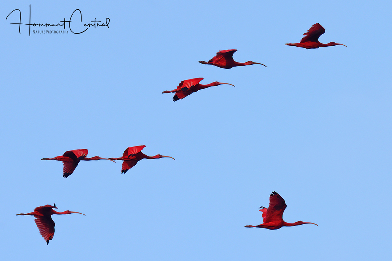 Scarlet Ibis (04).jpg