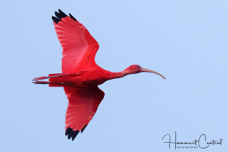 Scarlet Ibis (05).jpg