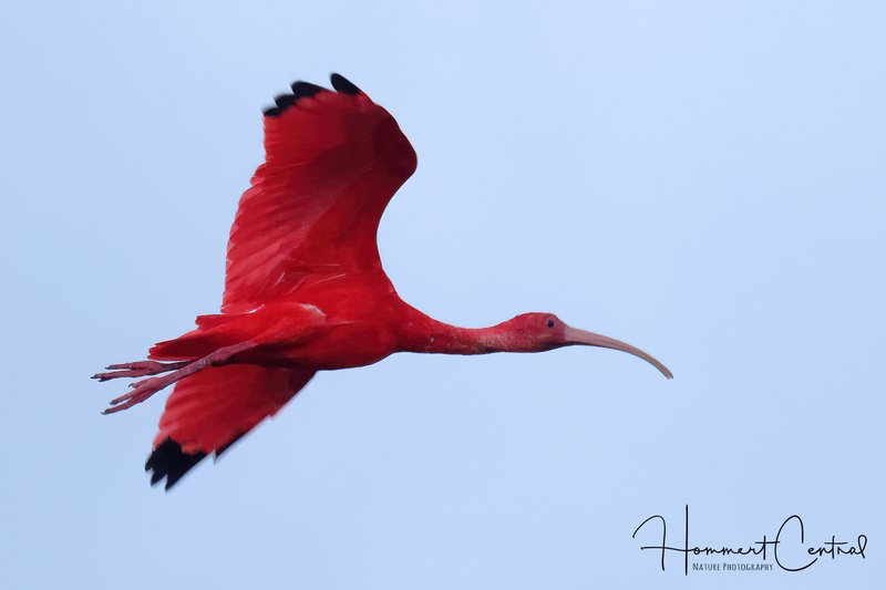 Scarlet Ibis (06).jpg