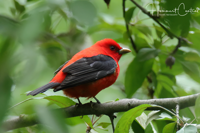 Scarlet Tanager (06).jpg
