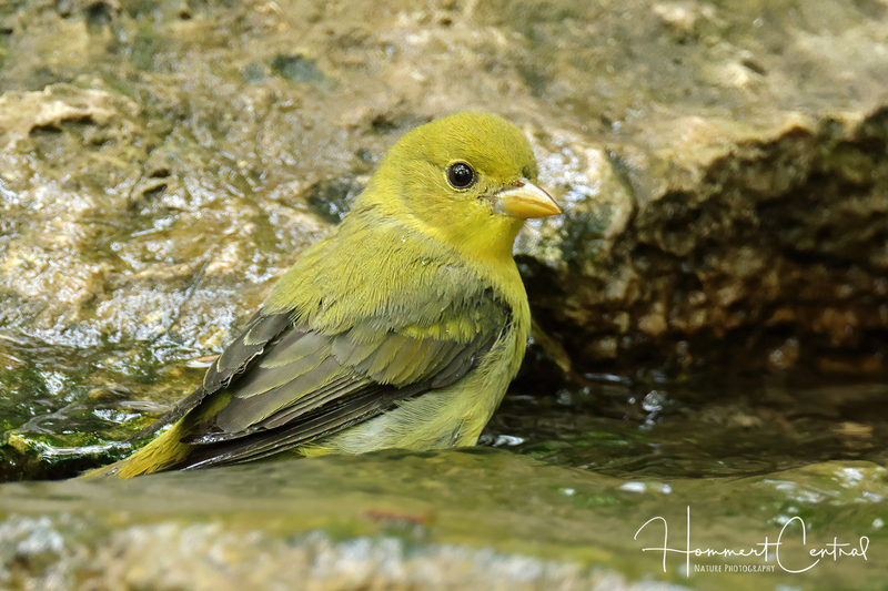 Scarlet Tanager (female) (06).jpg
