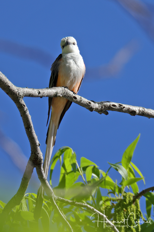 Scissor-tailed Flycatcher (15).jpg