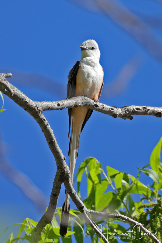 Scissor-tailed Flycatcher (16).jpg