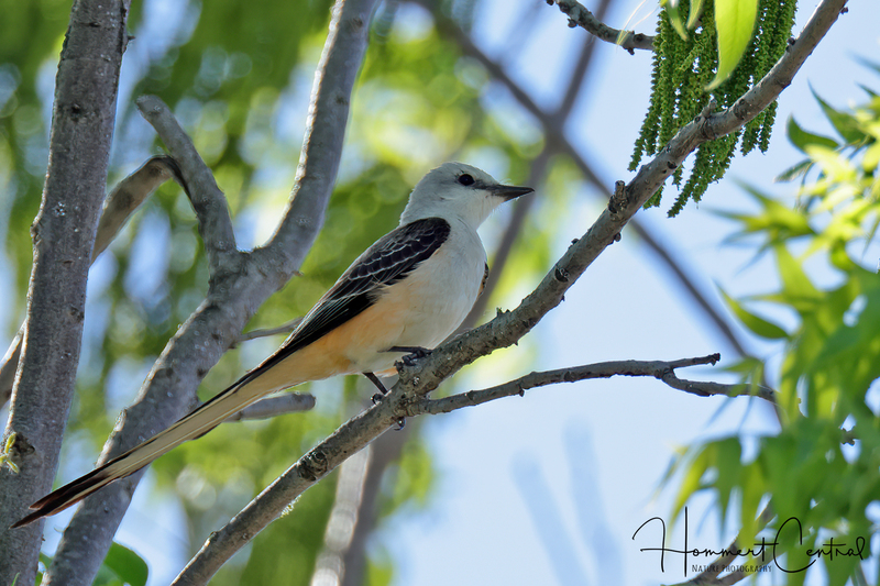 Scissor-tailed Flycatcher (female) (21).jpg