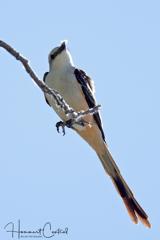 Scissor-tailed Flycatcher (female) (22).jpg