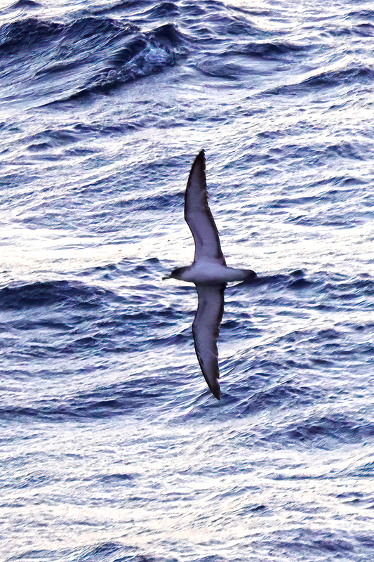 Scopolis Shearwater (01).jpg