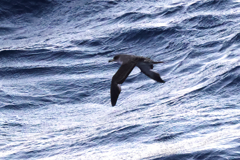 Scopolis Shearwater (02).jpg