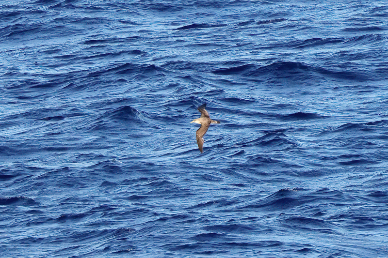 Scopolis Shearwater (03).jpg