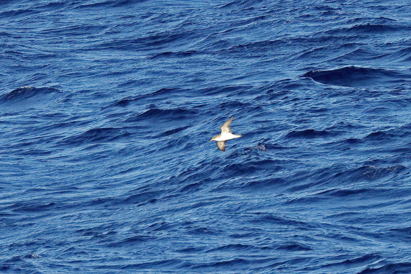 Scopolis Shearwater (04).jpg