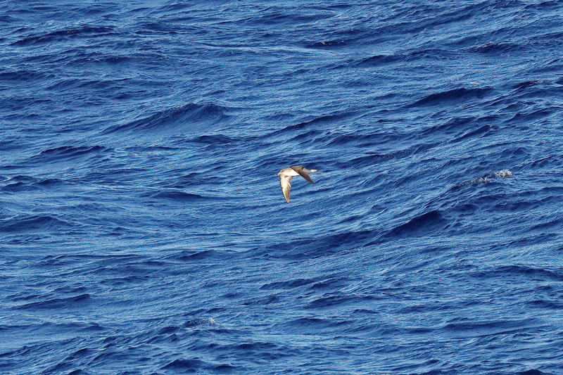 Scopolis Shearwater (05).jpg