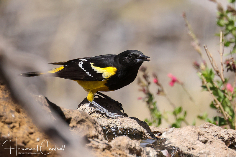 Scotts Oriole (01).jpg