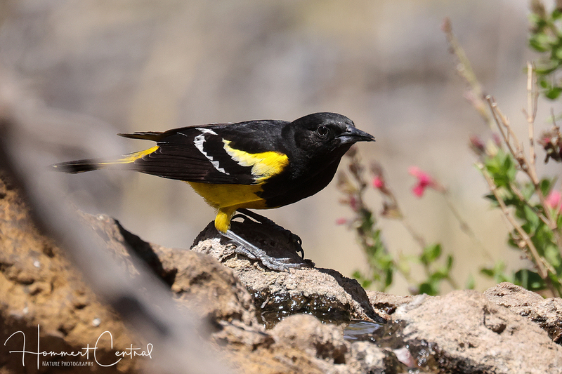 Scotts Oriole (02).jpg