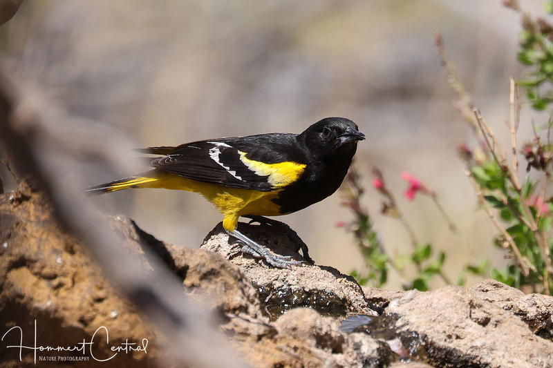 Scotts Oriole (03).jpg