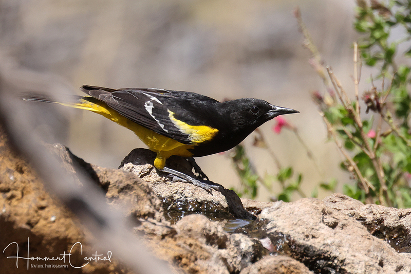 Scotts Oriole (04).jpg