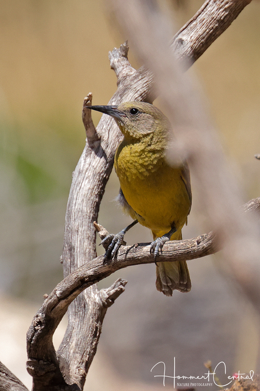 Scotts Oriole (female) (01).jpg
