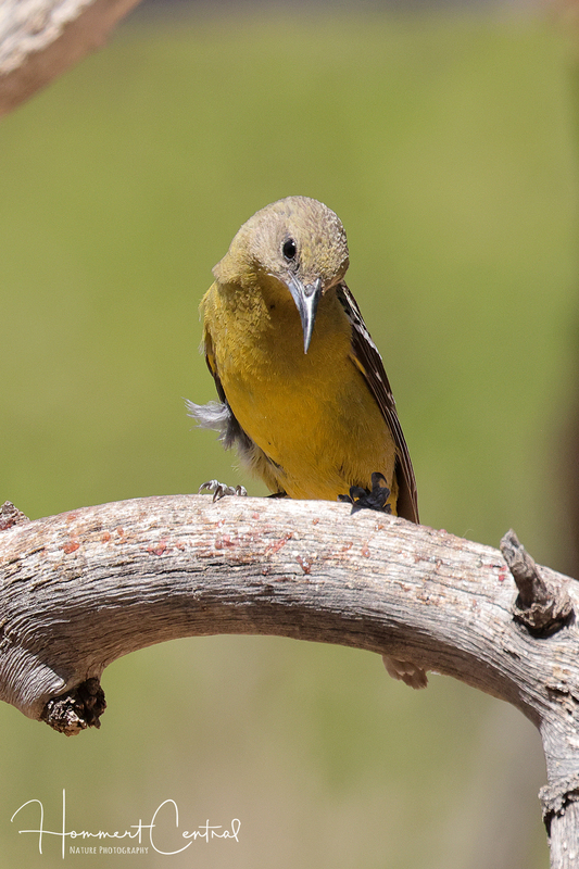 Scotts Oriole (female) (02).jpg