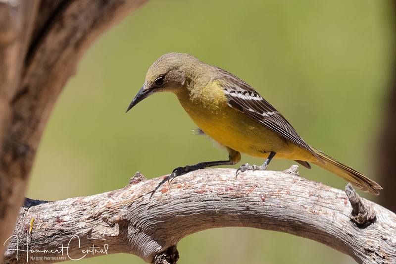 Scotts Oriole (female) (03).jpg