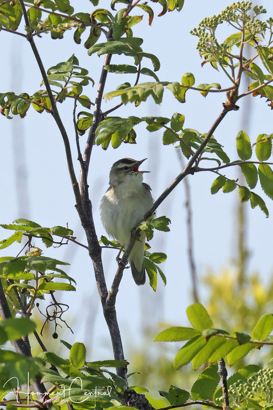 Sedge Warbler (01).jpg