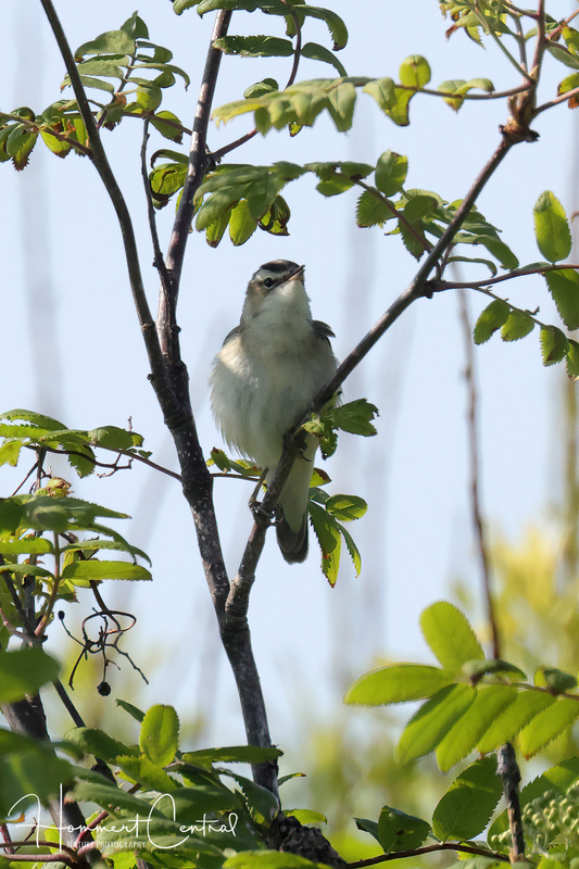 Sedge Warbler (02).jpg