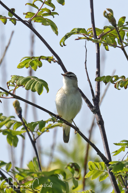 Sedge Warbler (03).jpg