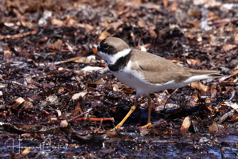 Semipalmated Plover (18).jpg