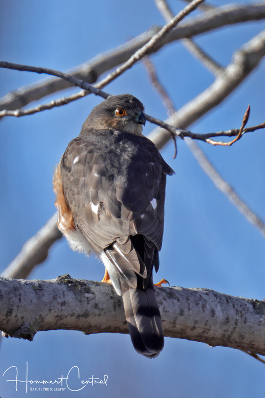 Sharp-shinned Hawk (03).jpg