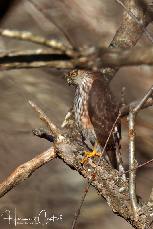 Sharp-shinned Hawk (immature) (10).jpg