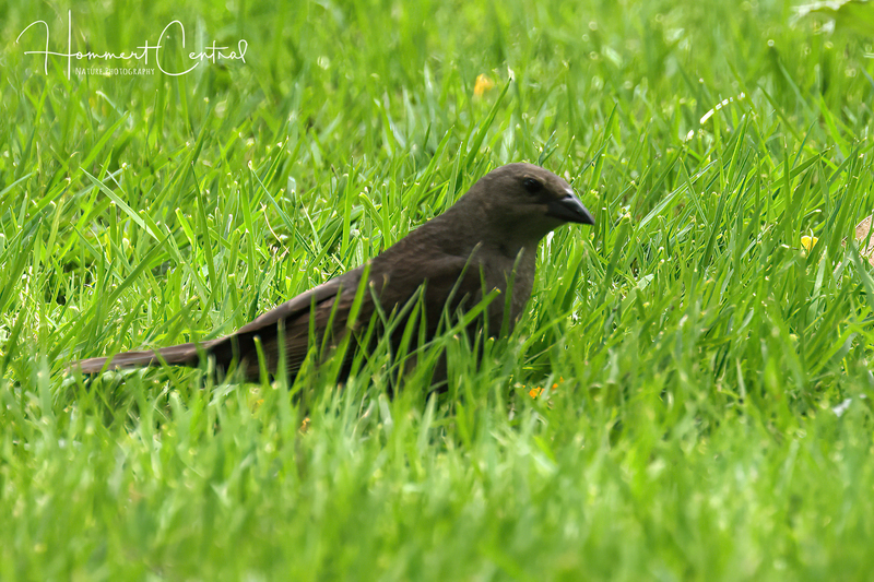 Shiny Cowbird (female) (01).jpg