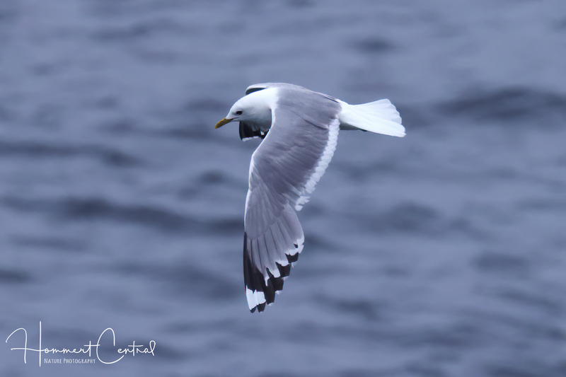 Short-billed Gull (03).jpg