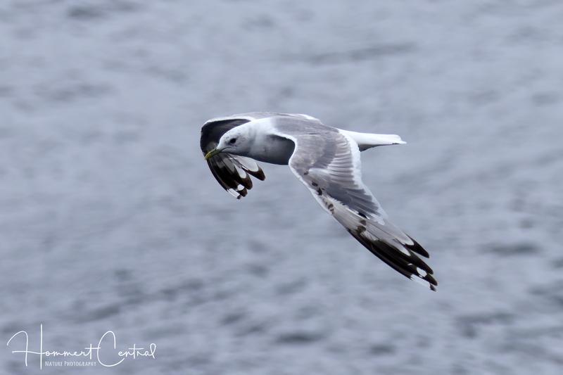 Short-billed Gull (04).jpg