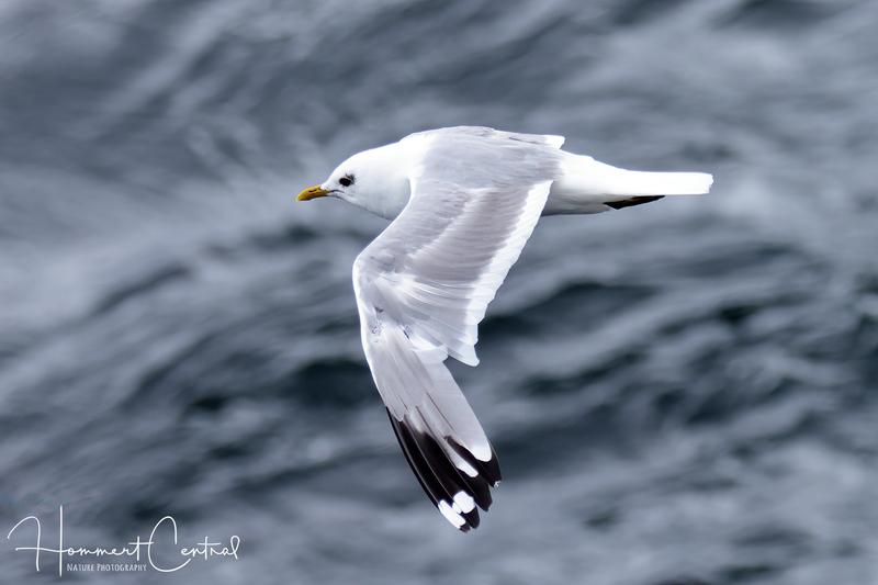 Short-billed Gull (05).jpg