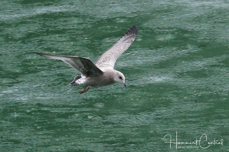 Short-billed Gull (immature) (02).jpg