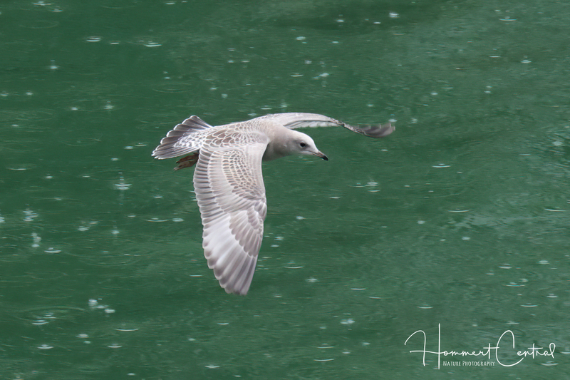 Short-billed Gull (immature) (03).jpg