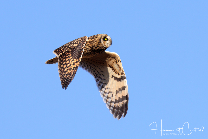 Short-eared Owl (35).jpg